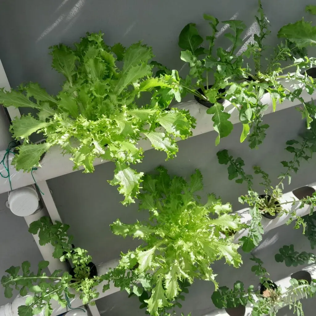 todohydro-client-plants-1-nutrients-1024x1024.webp