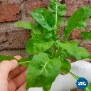 SAMPLE_3-o1.webp