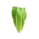 Alface Romaine