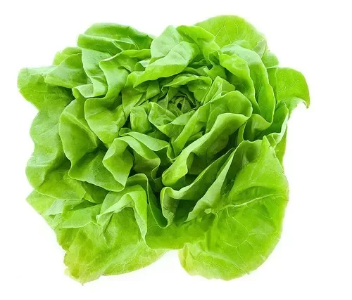 Alface Batávia Sementes