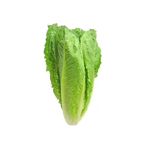 [SEED6] Alface Romaine